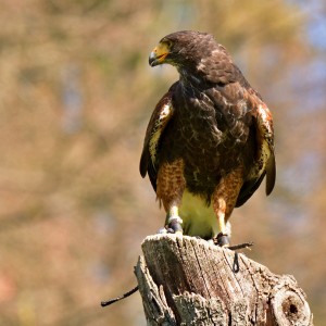 Káně Harrisova.