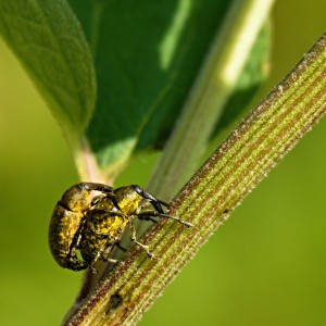 Nosatci.