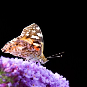 Babočka bodláková.