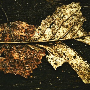 Pozůstatky podzimu.