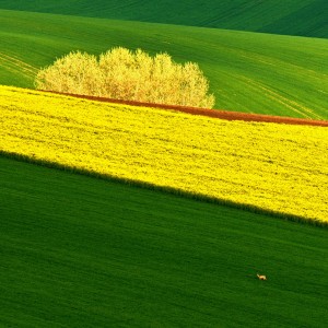 U Kyjova.