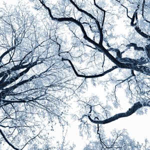 Když stromy tančí.