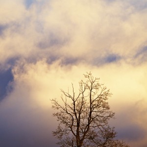 Strom v mracích.