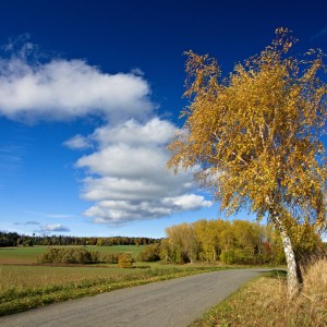 Bříza.