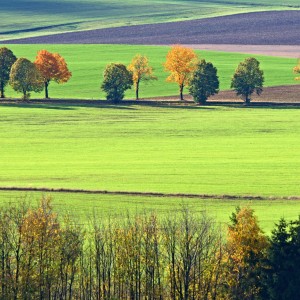 Lampičky.