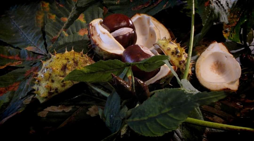 FB_IMG_1601490009543