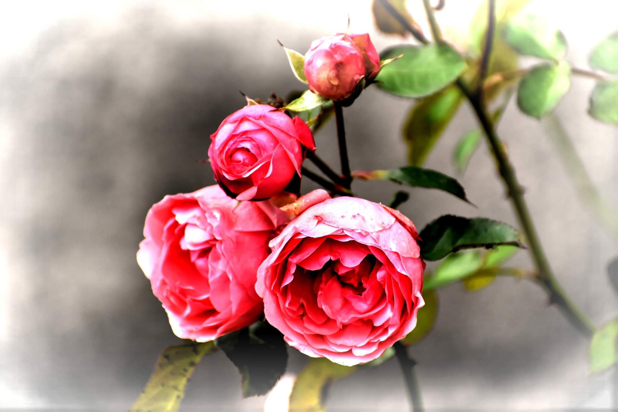 received_263276132350285