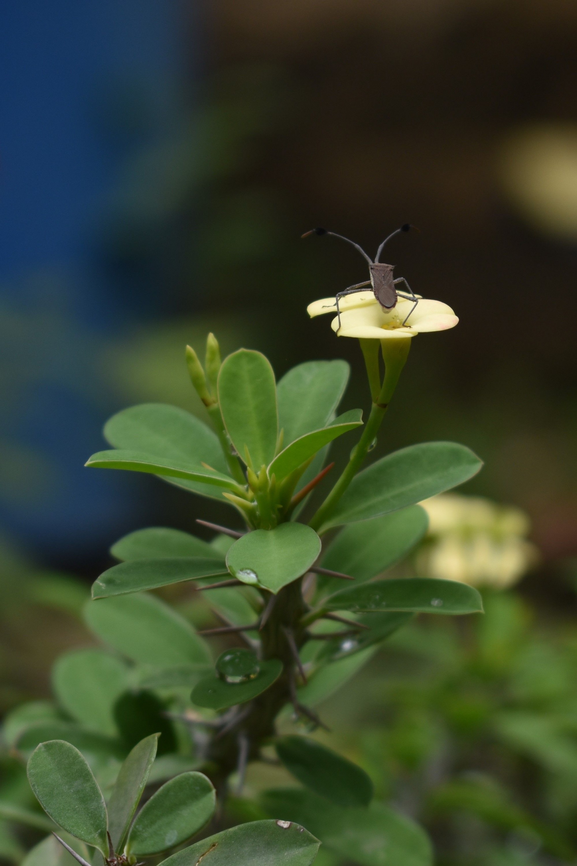 Belleza floral