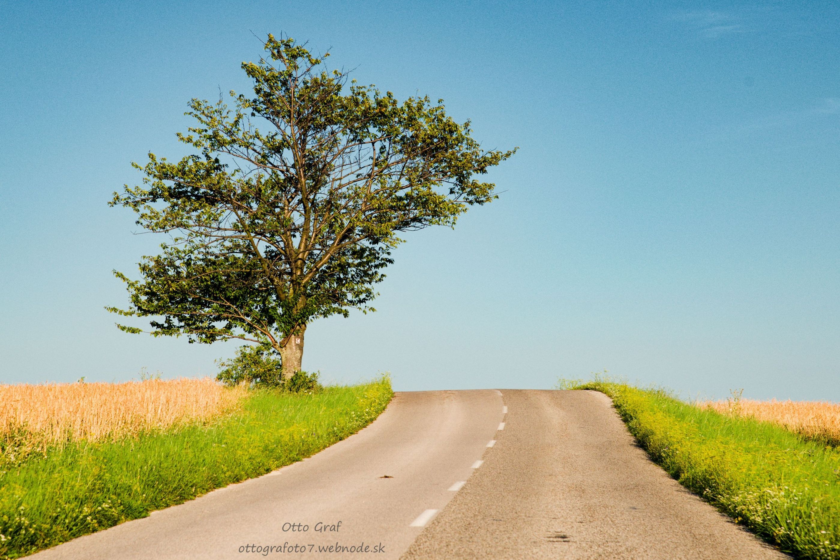 Alone tree