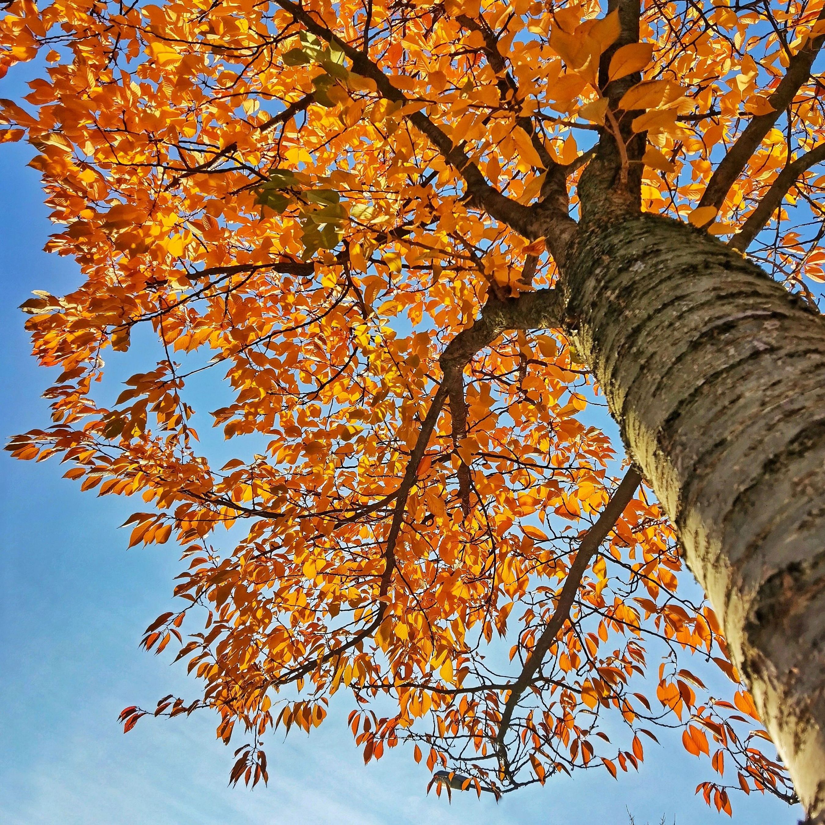 Orange Tree