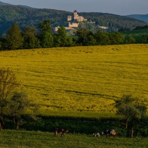 Kravy pasúce sa na jarných lúkach v okolí mesta Trenčín