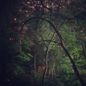 inbound1508531120441223228