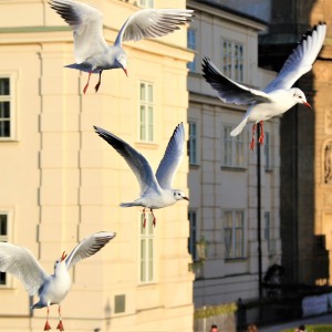 IMG_5769