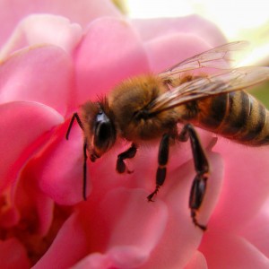 Bee