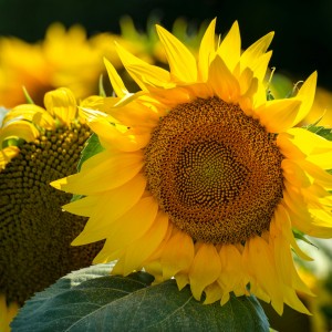 Sunflower