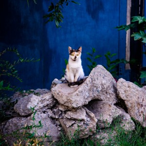 Кошка