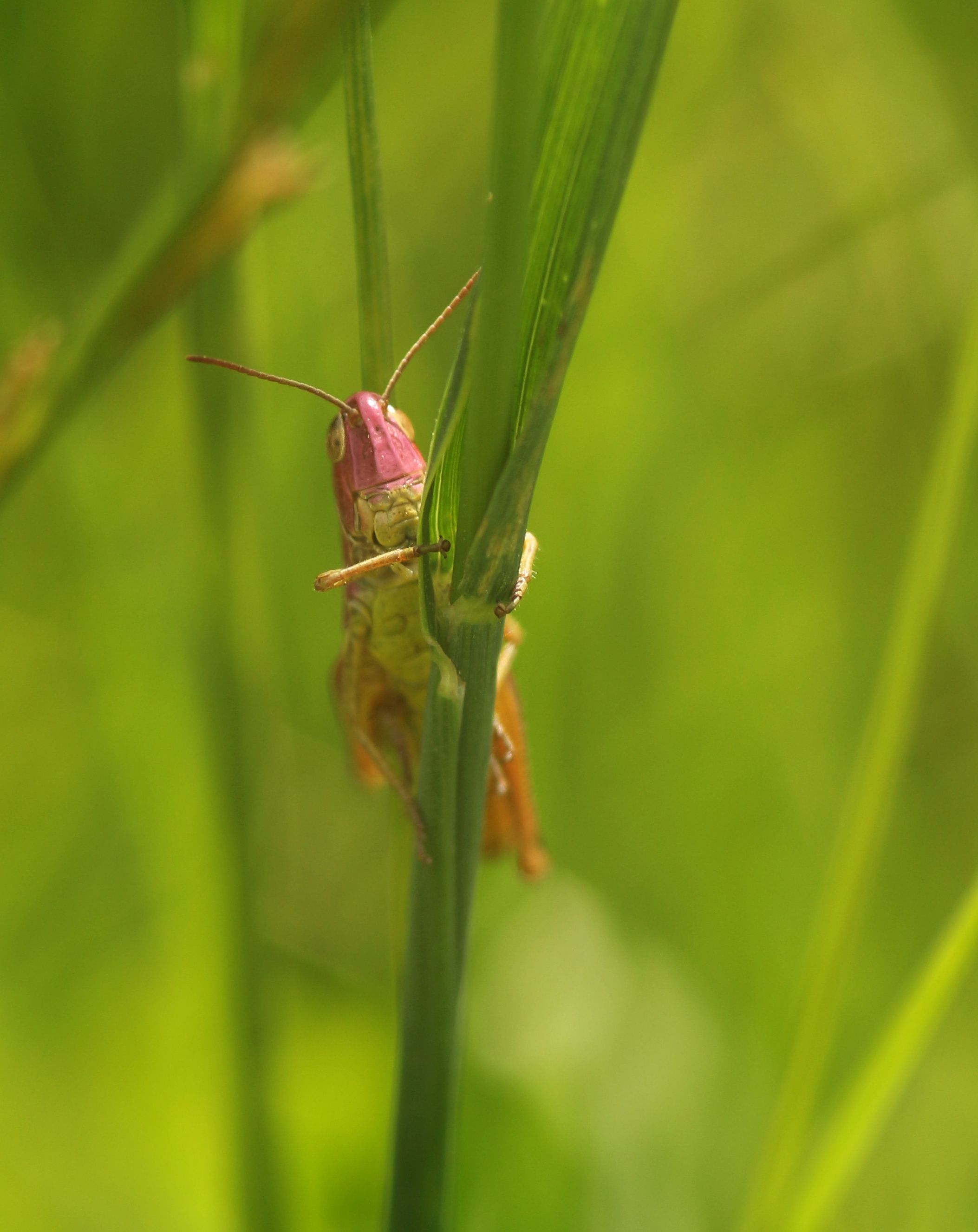 Grasshopper PinkHead