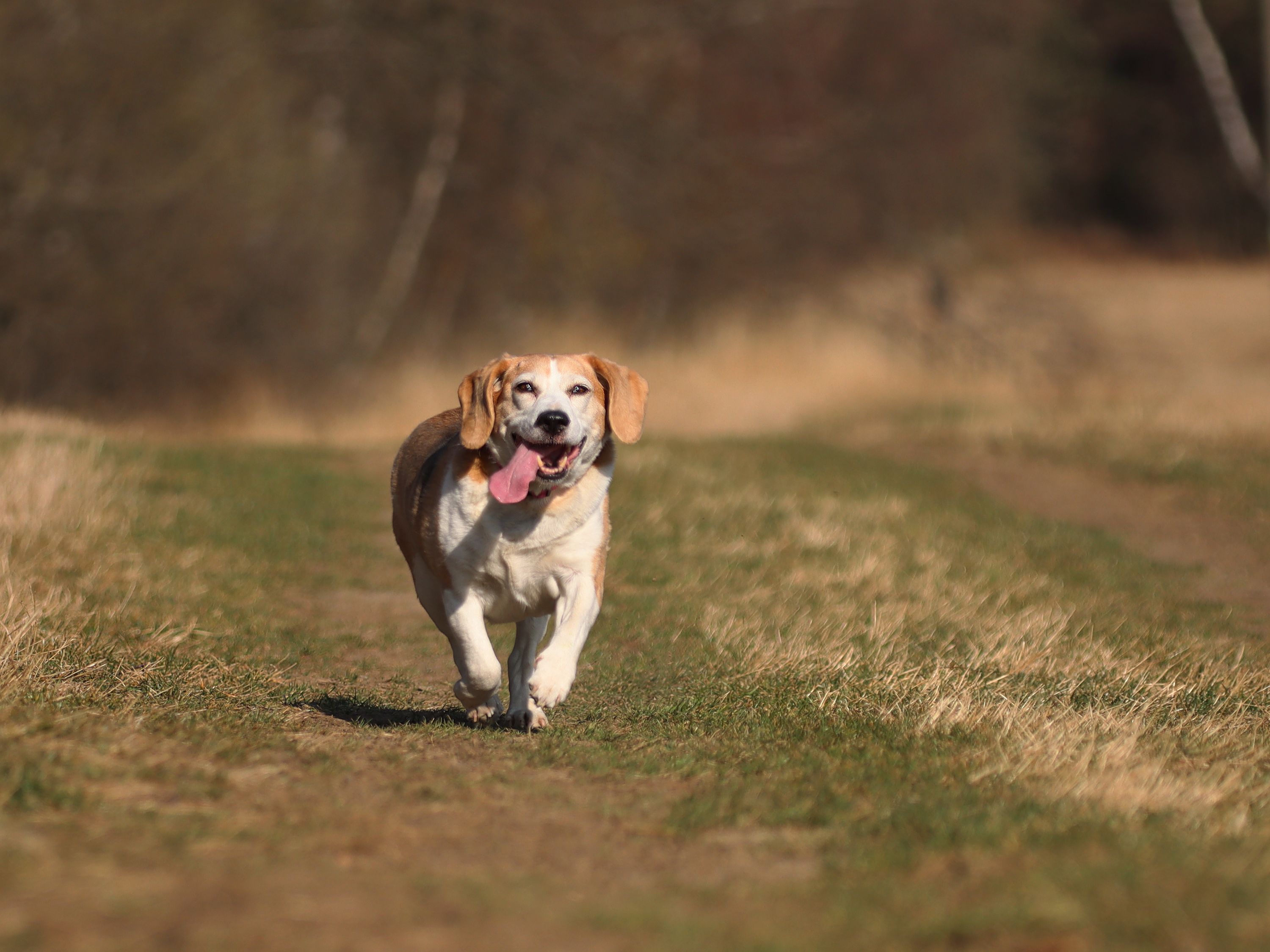 Running Old Beagle Lady