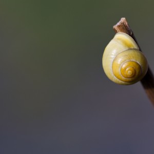 Good morning little snail