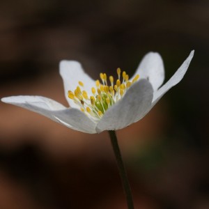 Anemone nemorosa _