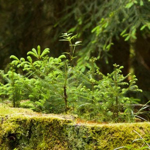 Little Forest in the Forest