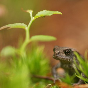 Rana Sylvatica - Skokan lesní