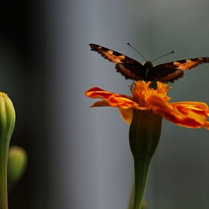 Nymphalis polychloros - Babočka Jilmová