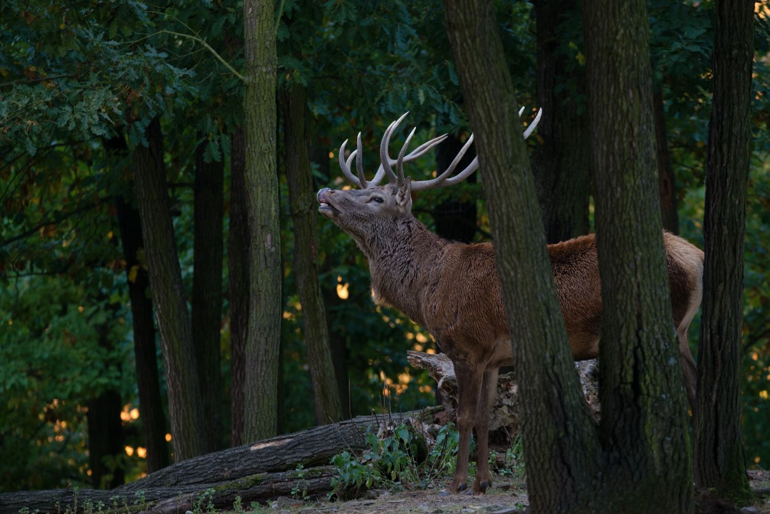 Jelen evropský Mořinské lesy
