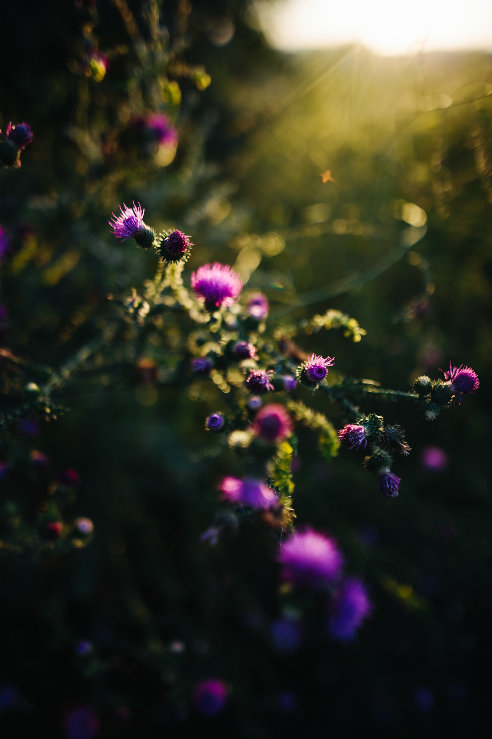 D73D9667-A507-41A1-9ED7-44CA1A4EB7F6