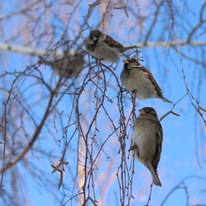 IMG_7374-01