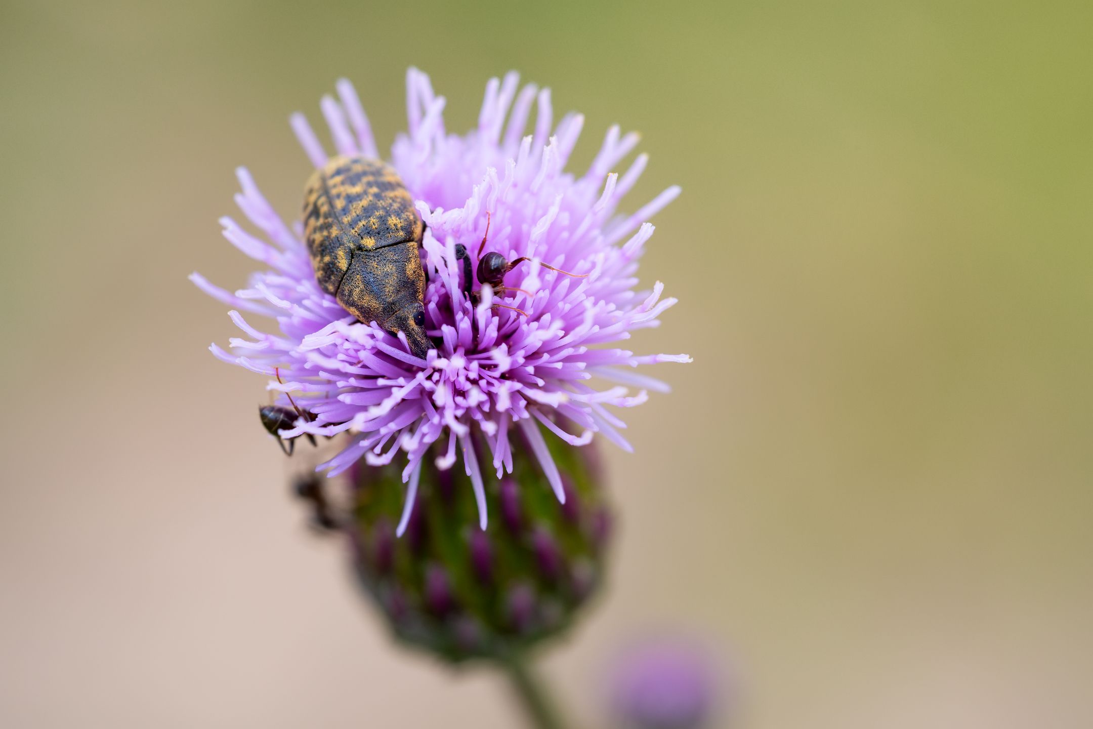 _MG_8993novýmeg_filtered