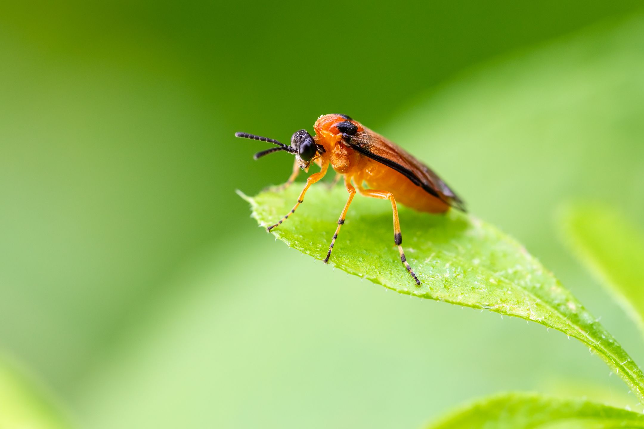 _MG_5201meg_filtered