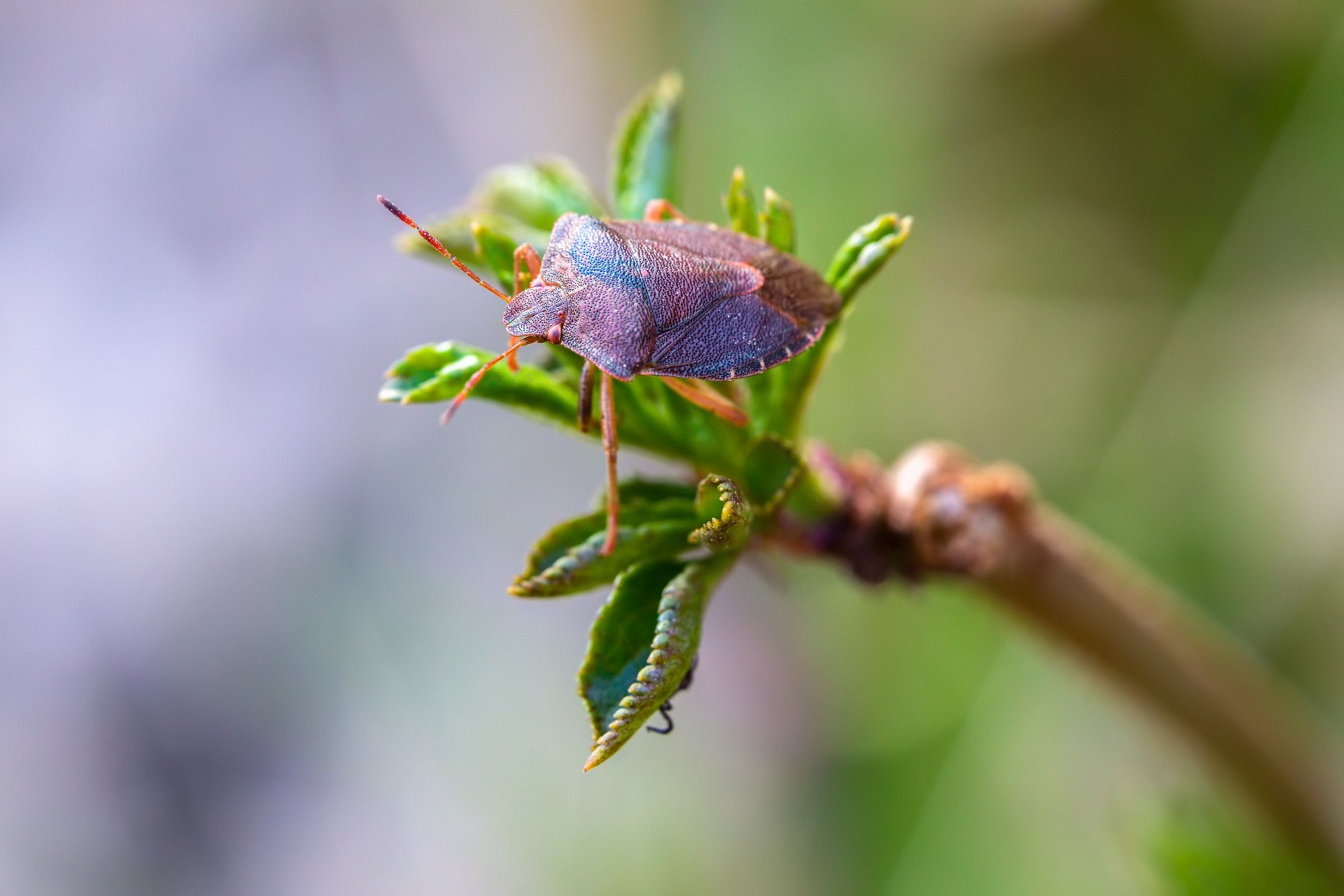 _MG_6531meg_filtered