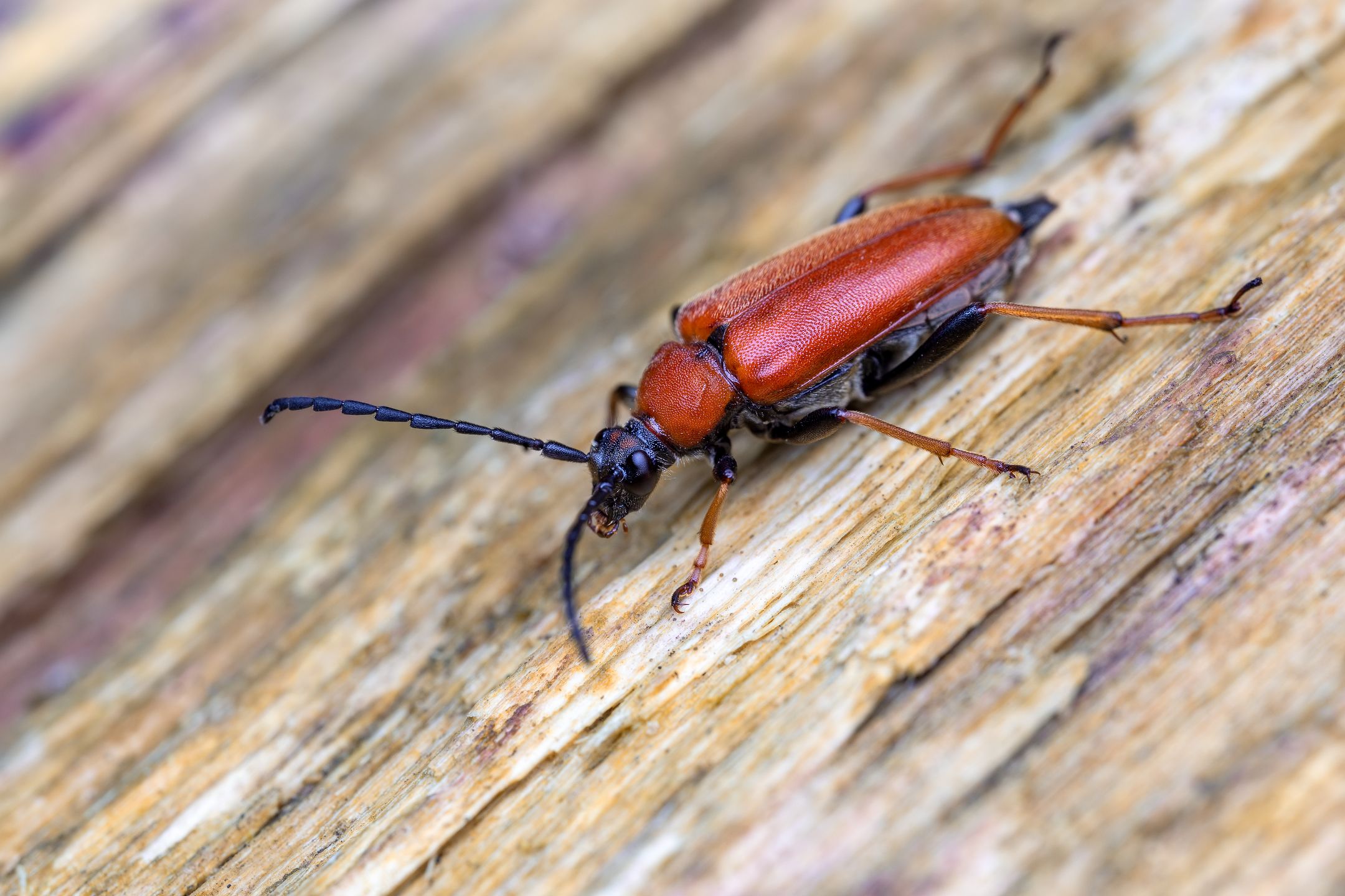 _MG_8825novýmeg_filtered