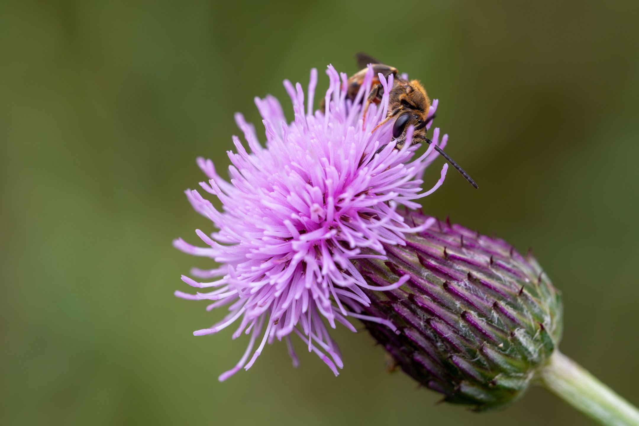 Samotářka na Pcháči