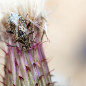 _MG_8471meg_filtered