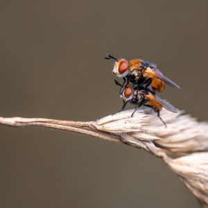 _MG_8861meg_filtered