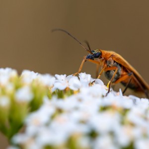 _MG_4349meg_filtered