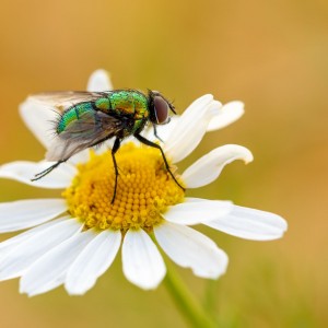 _MG_4380meg_filtered