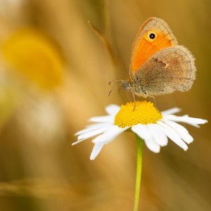 _MG_4494meg_filtered