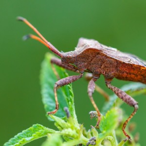 _MG_4732meg_filtered