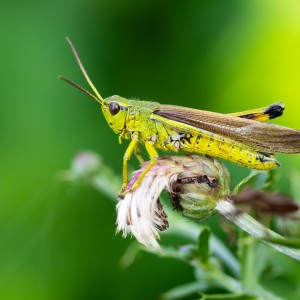 _MG_4936meg_filtered