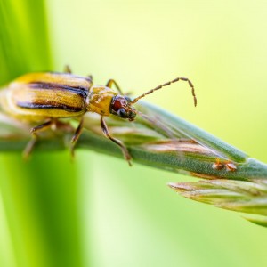 _MG_5049meg_filtered