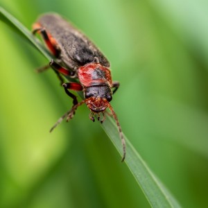 _MG_7342meg_filtered