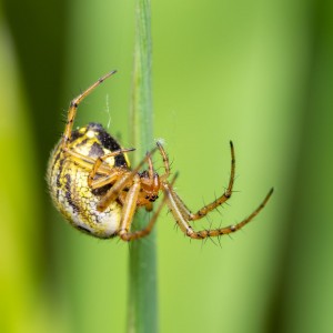 _MG_7532meg_filtered