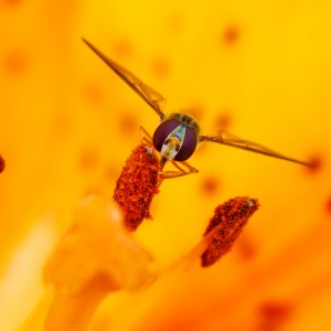 IMG_1161meg_filtered