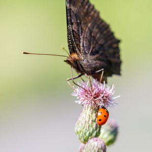 IMG_2061meg_filtered