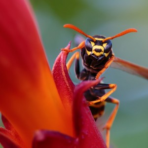 IMG_9118meg_filtered