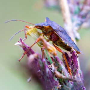 IMG_9173meg_filtered