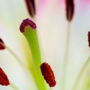 IMG_4563novýmeg_filtered